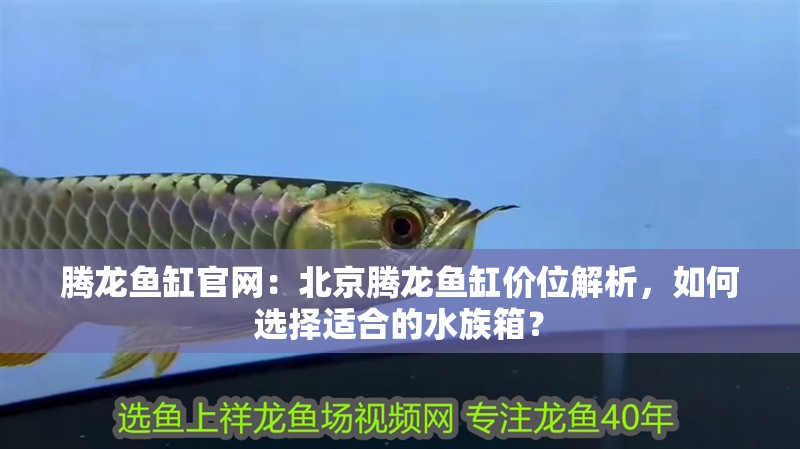騰龍魚缸官網：北京騰龍魚缸價位解析，如何選擇適合的水族箱？