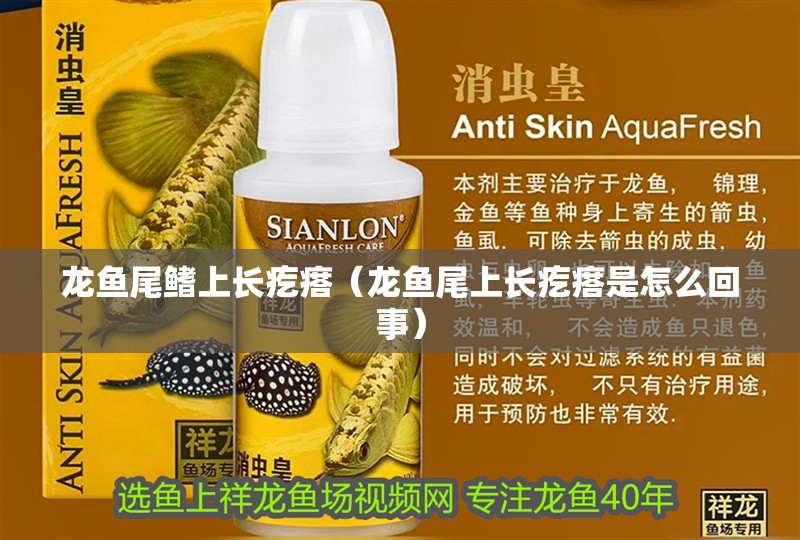 龍魚尾鰭上長疙瘩（龍魚尾上長疙瘩是怎么回事）