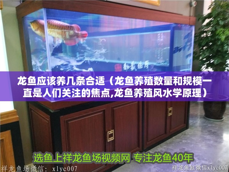 龍魚應該養幾條合適（龍魚養殖數量和規模一直是人們關注的焦點,龍魚養殖風水學原理）