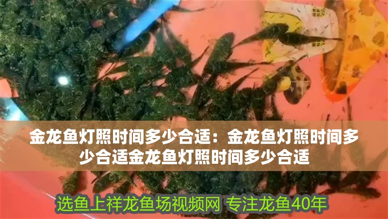 金龍魚燈照時間多少合適：金龍魚燈照時間多少合適金龍魚燈照時間多少合適 金龍魚燈照時間多少合適：金龍魚燈照時間多少合適金龍魚燈照時間多少合適 龍魚百科