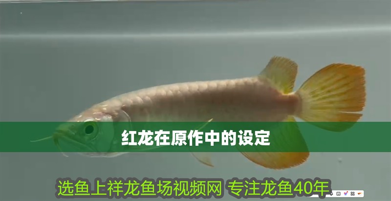 紅龍在原作中的設定