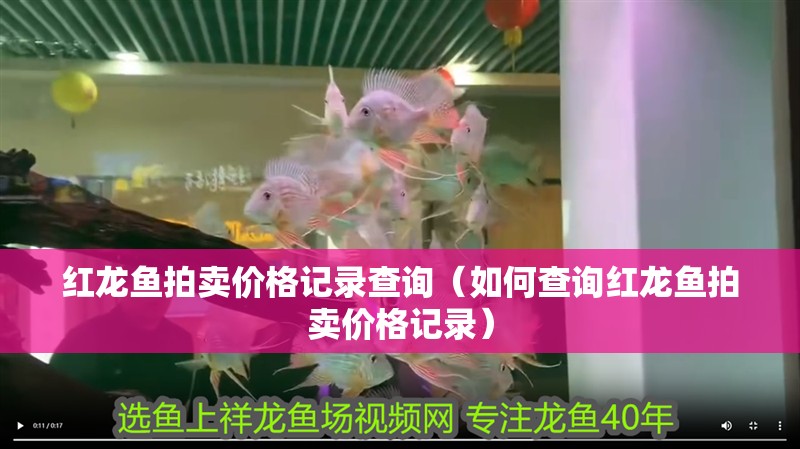 紅龍魚拍賣價格記錄查詢（如何查詢紅龍魚拍賣價格記錄）