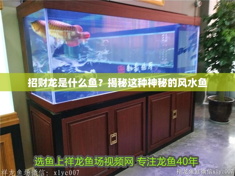 招財龍是什么魚？揭秘這種神秘的風水魚