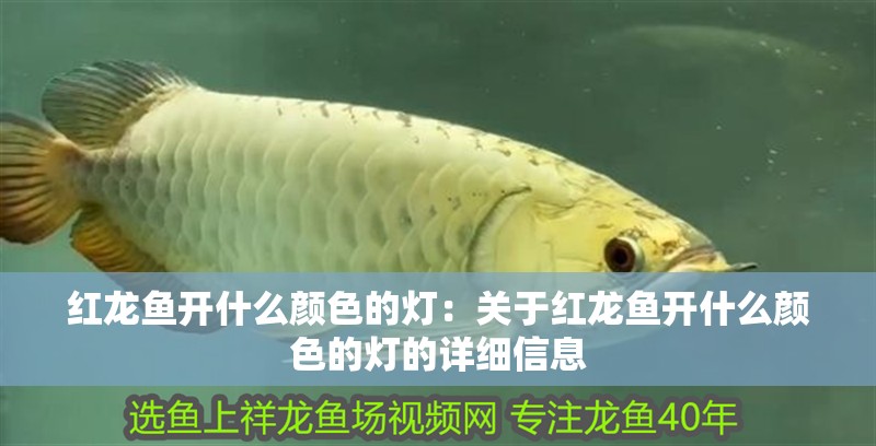 紅龍魚開什么顏色的燈：關于紅龍魚開什么顏色的燈的詳細信息