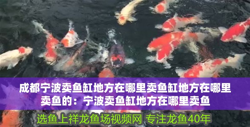 成都寧波賣魚缸地方在哪里賣魚缸地方在哪里賣魚的：寧波賣魚缸地方在哪里賣魚 成都寧波賣魚缸地方在哪里賣魚缸地方在哪里賣魚的：寧波賣魚缸地方在哪里賣魚 魚缸百科