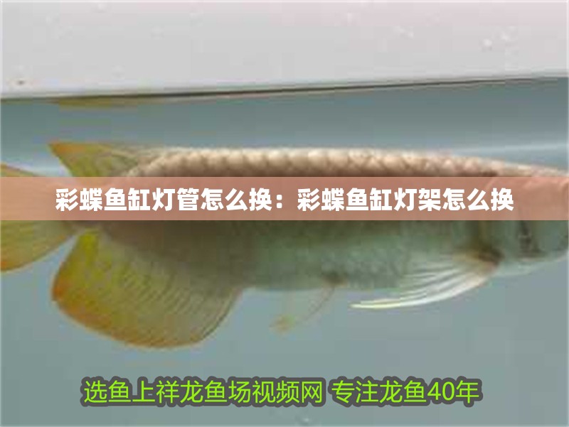 彩蝶魚缸燈管怎么換：彩蝶魚缸燈架怎么換