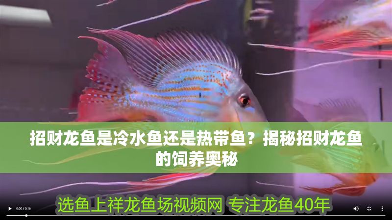 招財龍魚是冷水魚還是熱帶魚？揭秘招財龍魚的飼養奧秘 招財龍魚是冷水魚還是熱帶魚？揭秘招財龍魚的飼養奧秘 龍魚百科 第1張