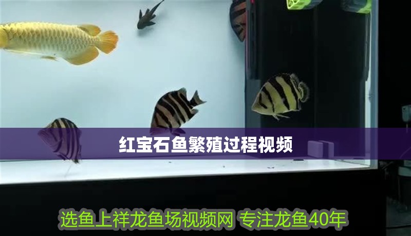 紅寶石魚繁殖過程視頻