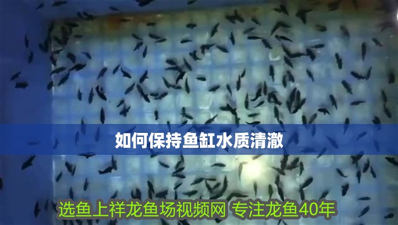 如何保持魚缸水質(zhì)清澈