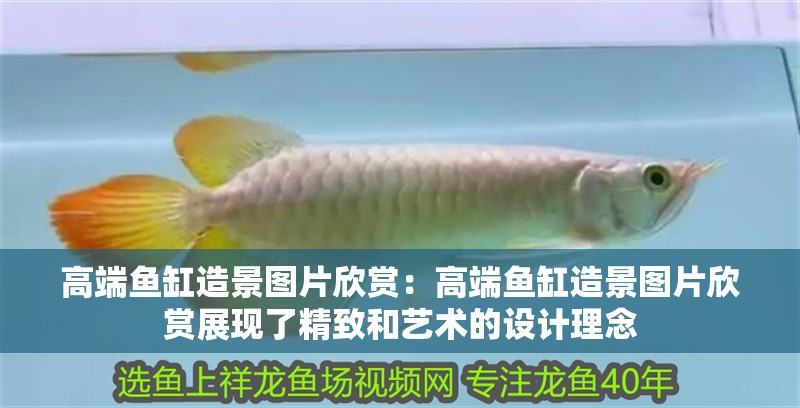 高端魚(yú)缸造景圖片欣賞：高端魚(yú)缸造景圖片欣賞展現(xiàn)了精致和藝術(shù)的設(shè)計(jì)理念 高端魚(yú)缸造景圖片欣賞：高端魚(yú)缸造景圖片欣賞展現(xiàn)了精致和藝術(shù)的設(shè)計(jì)理念 魚(yú)缸百科