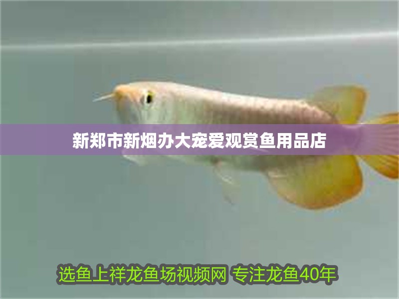 新鄭市新煙辦大寵愛(ài)觀賞魚(yú)用品店