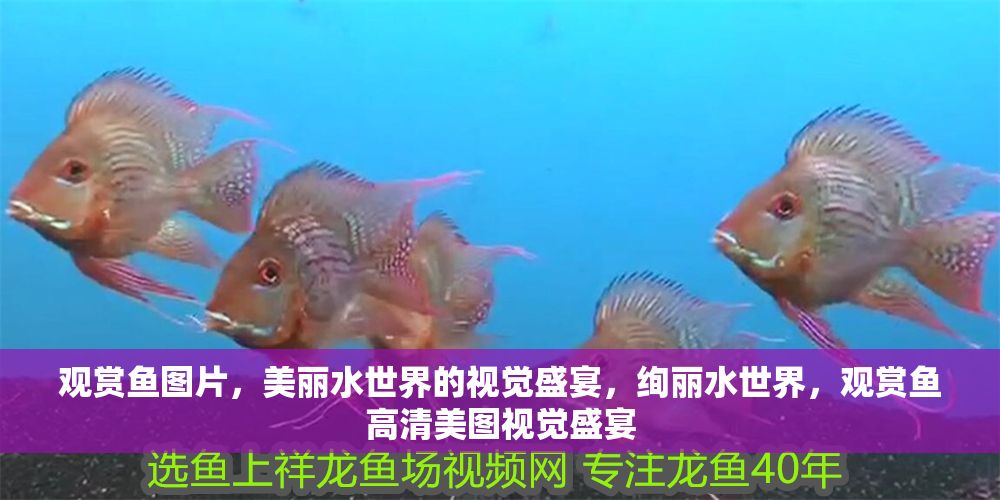 觀賞魚圖片，美麗水世界的視覺盛宴，絢麗水世界，觀賞魚高清美圖視覺盛宴