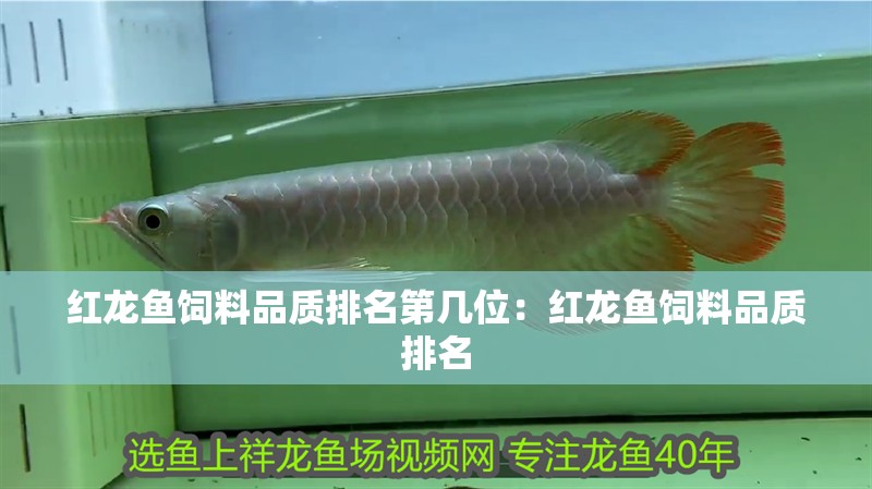 紅龍魚飼料品質排名第幾位：紅龍魚飼料品質排名