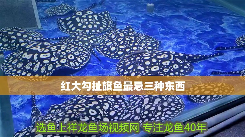 魚缸過濾器選購指南:自制魚缸過濾器魚缸上置過濾器對于養(yǎng)魚愛好者的必備知識 紅大勾扯旗魚最忌三種東西 龍魚論壇 紅大勾扯旗魚最忌三種東西 紅大勾扯旗魚最忌三種東西 龍魚論壇