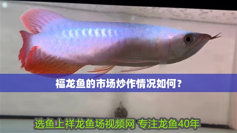 福龍魚的市場炒作情況如何？