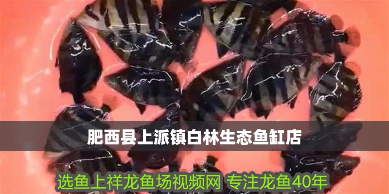 肥西縣上派鎮(zhèn)白林生態(tài)魚缸店