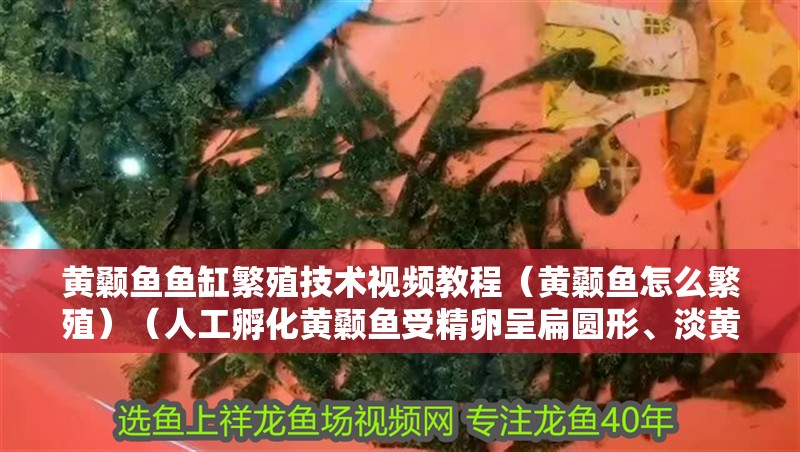 黃顙魚魚缸繁殖技術視頻教程（黃顙魚怎么繁殖）（人工孵化黃顙魚受精卵呈扁圓形、淡黃色，卵徑2毫米左右）