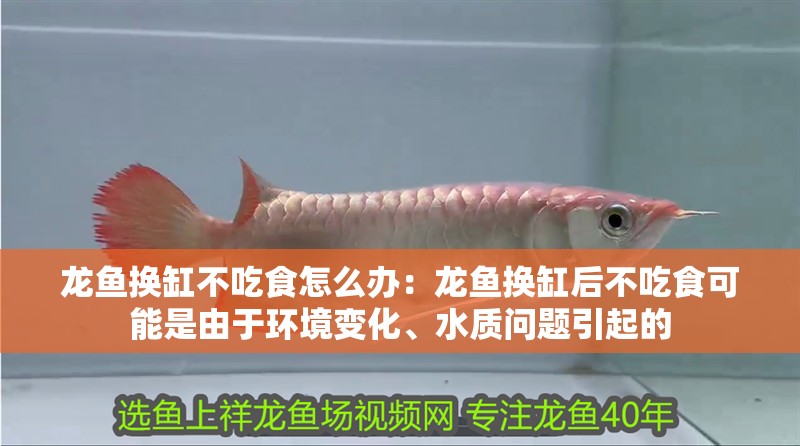 龍魚換缸不吃食怎么辦：龍魚換缸后不吃食可能是由于環境變化、水質問題引起的 龍魚換缸不吃食怎么辦：龍魚換缸后不吃食可能是由于環境變化、水質問題引起的 龍魚百科