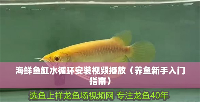 海鮮魚缸水循環(huán)安裝視頻播放（養(yǎng)魚新手入門指南）