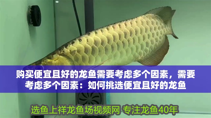 購買便宜且好的龍魚需要考慮多個因素，需要考慮多個因素：如何挑選便宜且好的龍魚