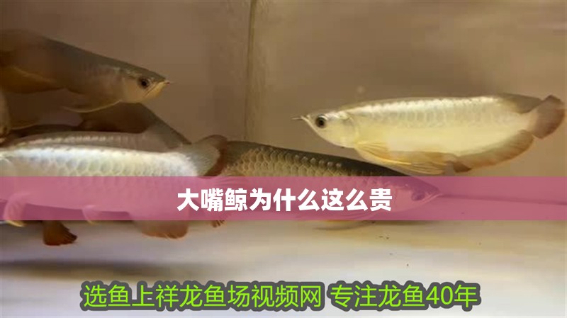 大嘴鯨為什么這么貴