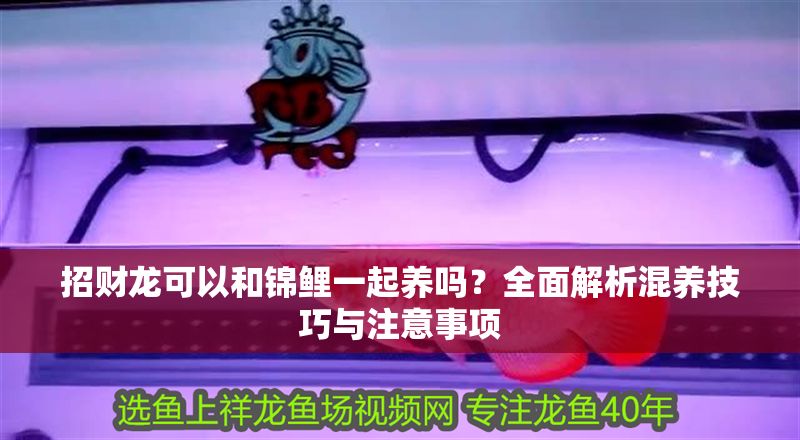 招財龍可以和錦鯉一起養嗎？全面解析混養技巧與注意事項