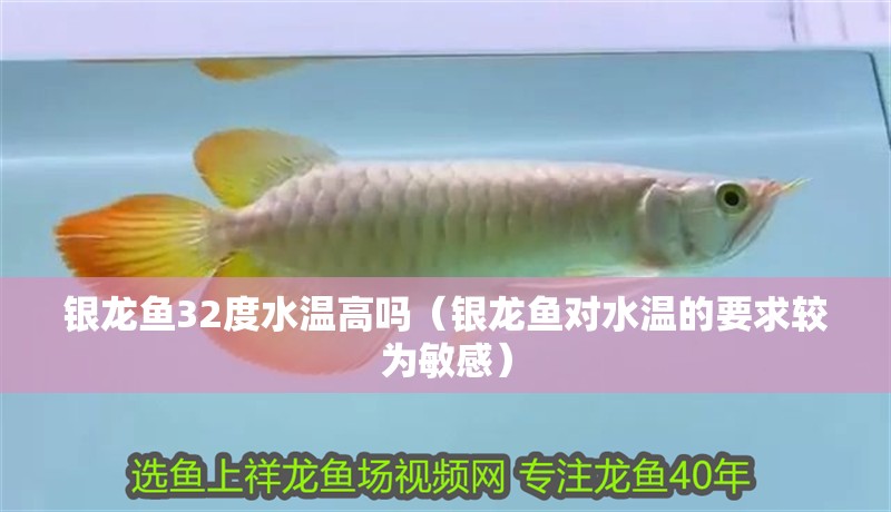 銀龍魚32度水溫高嗎（銀龍魚對水溫的要求較為敏感）