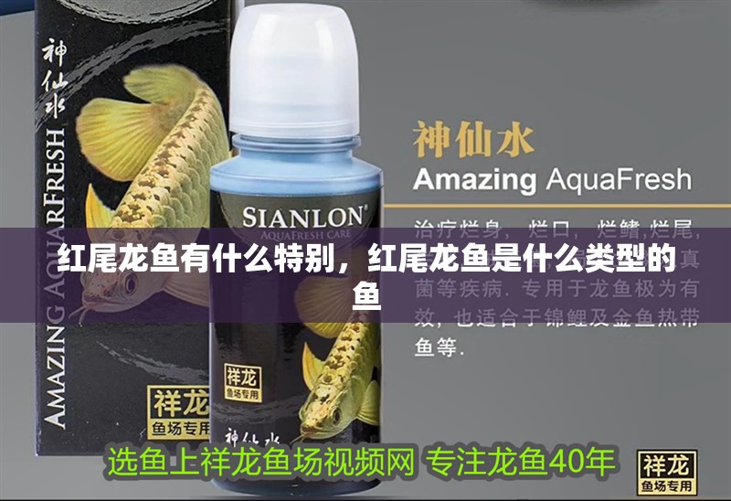 紅尾龍魚有什么特別，紅尾龍魚是什么類型的魚