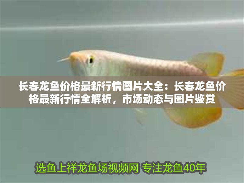 長春龍魚價格最新行情圖片大全：長春龍魚價格最新行情全解析，市場動態(tài)與圖片鑒賞