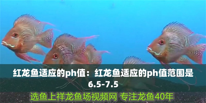 紅龍魚適應的ph值：紅龍魚適應的ph值范圍是6.5-7.5
