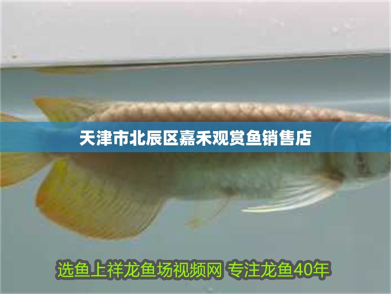 天津市北辰區<strong><mark>嘉禾</mark></strong>觀賞魚銷售店