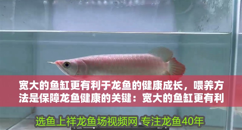 寬大的魚缸更有利于龍魚的健康成長，喂養方法是保障龍魚健康的關鍵：寬大的魚缸更有利于龍魚的健康成長，專業的龍魚缸應該具有足夠的寬度