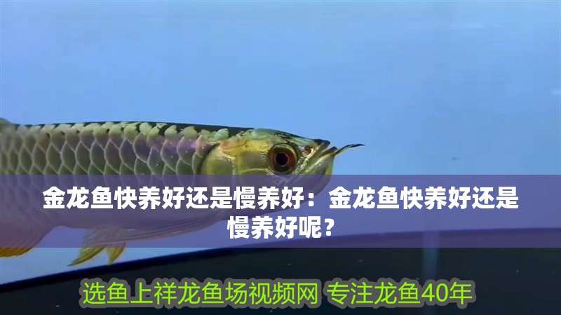 金龍魚快養好還是慢養好：金龍魚快養好還是慢養好呢？ 金龍魚快養好還是慢養好：金龍魚快養好還是慢養好呢？ 龍魚百科