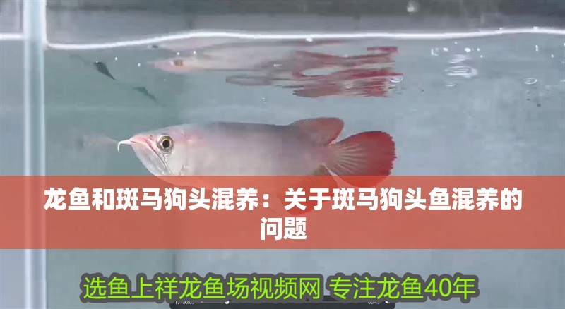 龍魚和斑馬狗頭混養：關于斑馬狗頭魚混養的問題