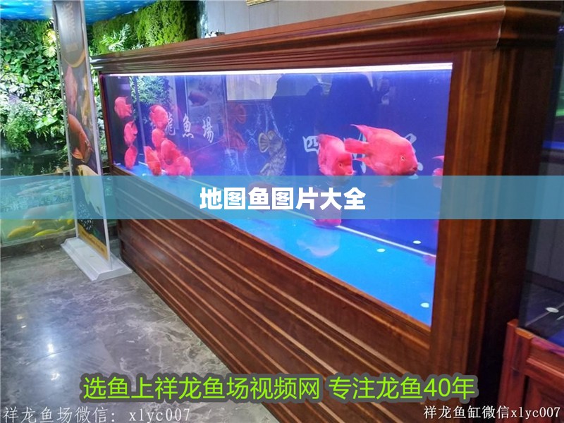 地圖魚圖片大全 地圖魚圖片大全 龍魚論壇