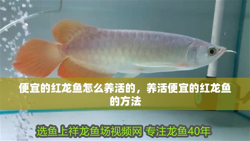 便宜的紅龍魚怎么養活的，養活便宜的紅龍魚的方法