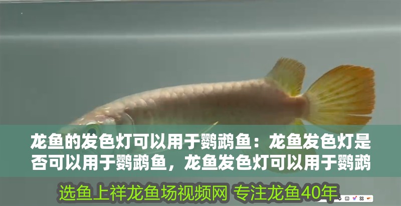 龍魚的發(fā)色燈可以用于鸚鵡魚：龍魚發(fā)色燈是否可以用于鸚鵡魚，龍魚發(fā)色燈可以用于鸚鵡魚