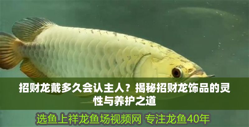 招財龍戴多久會認主人？揭秘招財龍飾品的靈性與養護之道