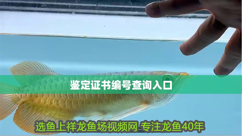 鑒定證書編號查詢入口
