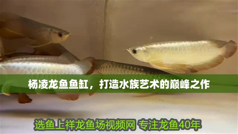 楊凌龍魚魚缸，打造水族藝術的巔峰之作
