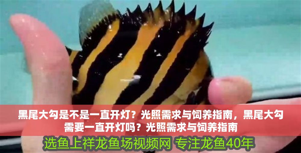 黑尾大勾是不是一直開燈?光照需求與飼養指南,黑尾大勾需要一直開燈嗎?光照需求與飼養指南 龍魚百科 第1張 黑尾大勾是不是一直開燈?光照需求與飼養指南,黑尾大勾需要一直開燈嗎?光照需求與飼養指南 黑尾大勾是不是一直開燈?光照需求與飼養指南,黑尾大勾需要一直開燈嗎?光照需求與飼養指南 龍魚百科 第1張