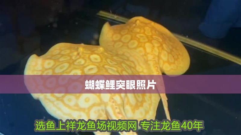 蝴蝶鯉突眼照片 蝴蝶鯉突眼照片 龍魚論壇