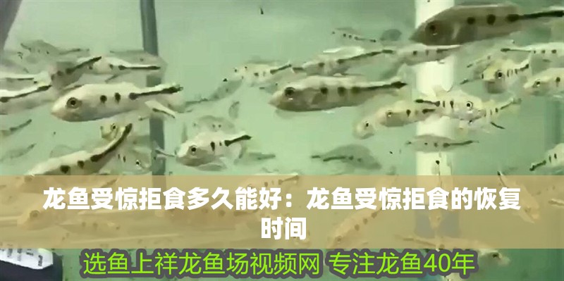 龍魚受驚拒食多久能好：龍魚受驚拒食的恢復時間 龍魚受驚拒食多久能好：龍魚受驚拒食的恢復時間 龍魚百科