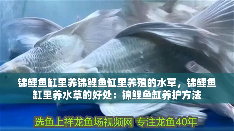 錦鯉魚缸里養(yǎng)錦鯉魚缸里養(yǎng)殖的水草，錦鯉魚缸里養(yǎng)水草的好處：錦鯉魚缸養(yǎng)護方法