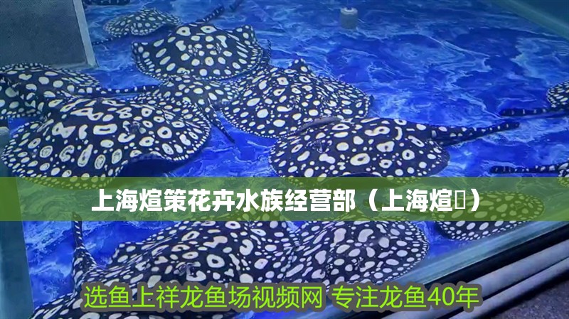 上海煊策花卉水族經(jīng)營部（上海煊媞） 上海煊策花卉水族經(jīng)營部（上海煊媞） 全國水族館企業(yè)名錄