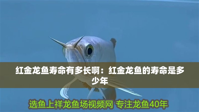 紅金龍魚壽命有多長?。杭t金龍魚的壽命是多少年 紅金龍魚壽命有多長?。杭t金龍魚的壽命是多少年 龍魚百科