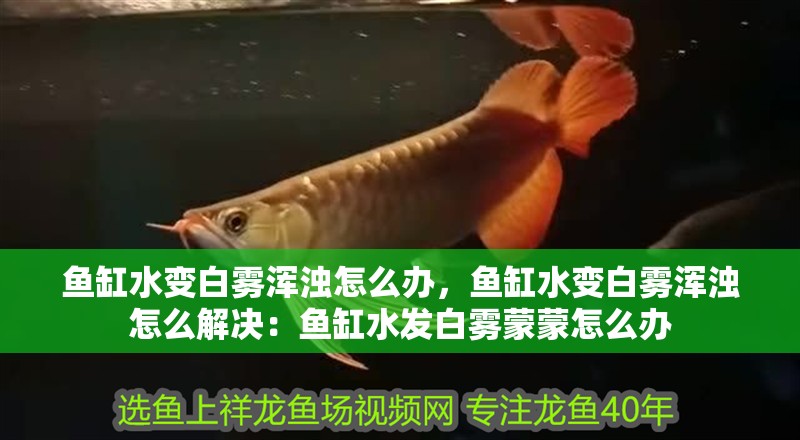 魚缸水變白霧渾濁怎么辦，魚缸水變白霧渾濁怎么解決：魚缸水發(fā)白霧蒙蒙怎么辦