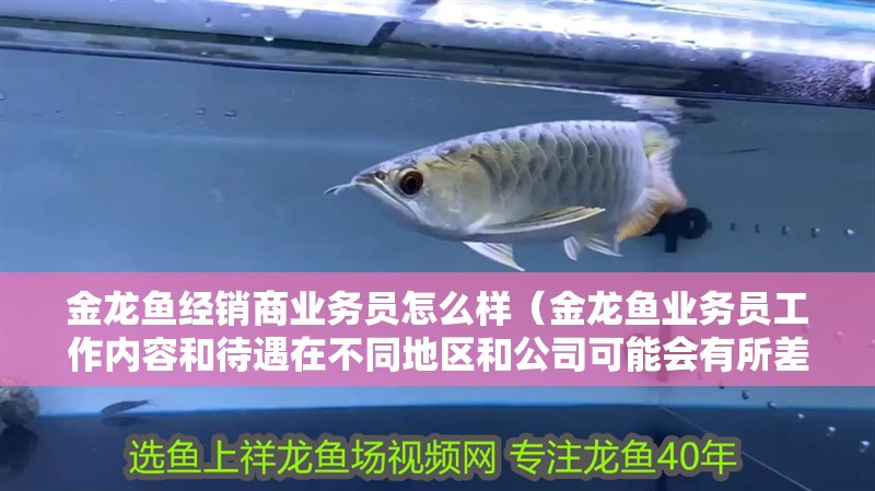 金龍魚經銷商業務員怎么樣（金龍魚業務員工作內容和待遇在不同地區和公司可能會有所差異）
