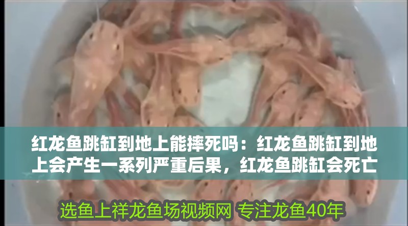 紅龍魚跳缸到地上能摔死嗎：紅龍魚跳缸到地上會產生一系列嚴重后果，紅龍魚跳缸會死亡