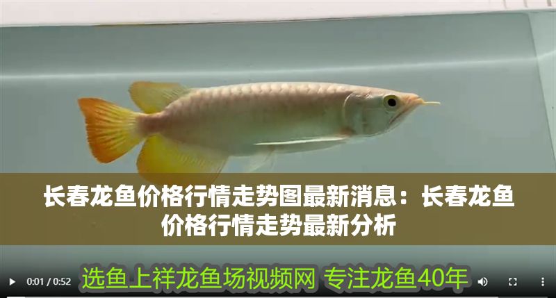 長(zhǎng)春龍魚價(jià)格行情走勢(shì)圖最新消息：長(zhǎng)春龍魚價(jià)格行情走勢(shì)最新分析